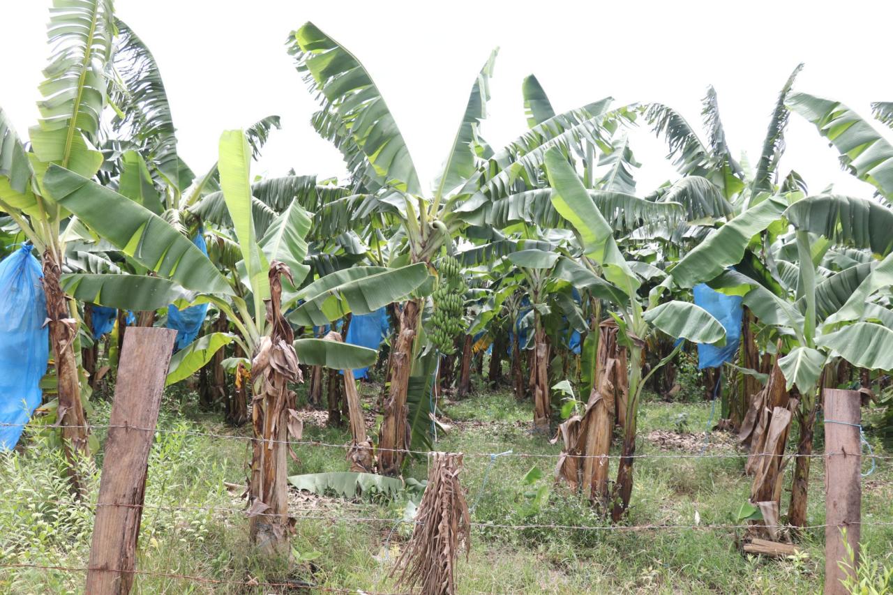 Jasa Pendirian Koperasi Kebon Pisang Murah