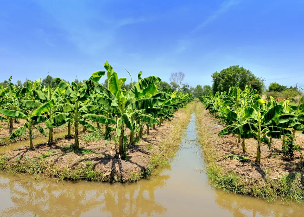 Jasa Pendirian Koperasi Kebon Pisang Murah