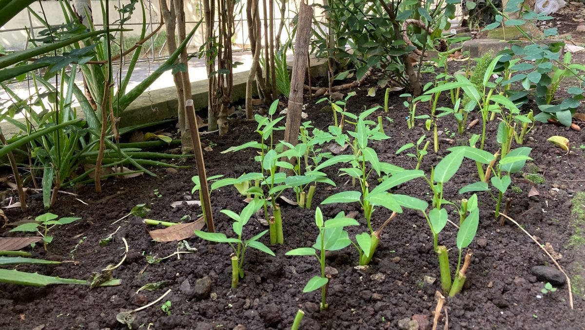 Jasa Pendirian Koperasi Kebon Kangkung Murah